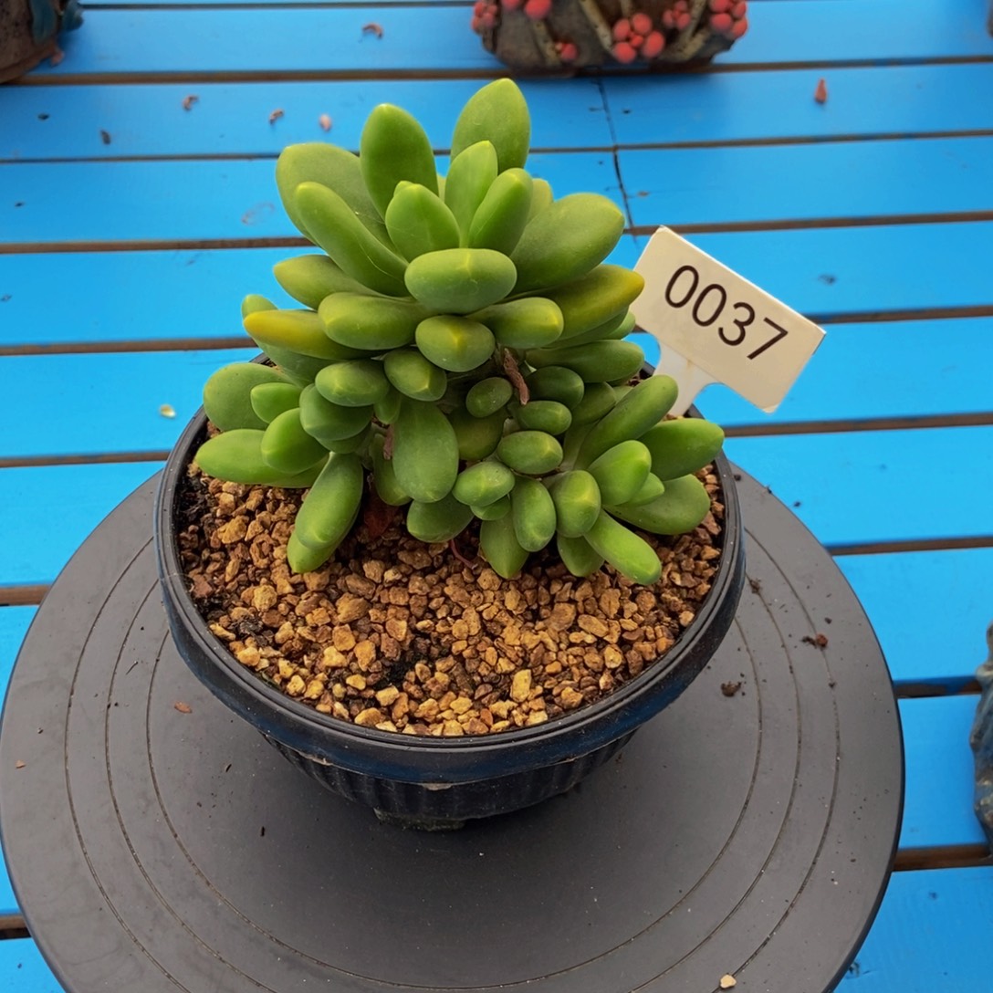 芒果奶0037号111111