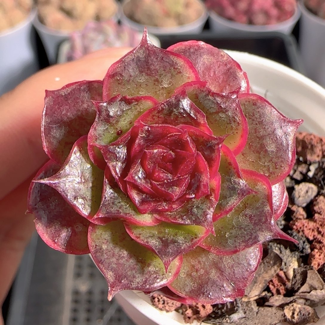 多肉1229-171青鸾