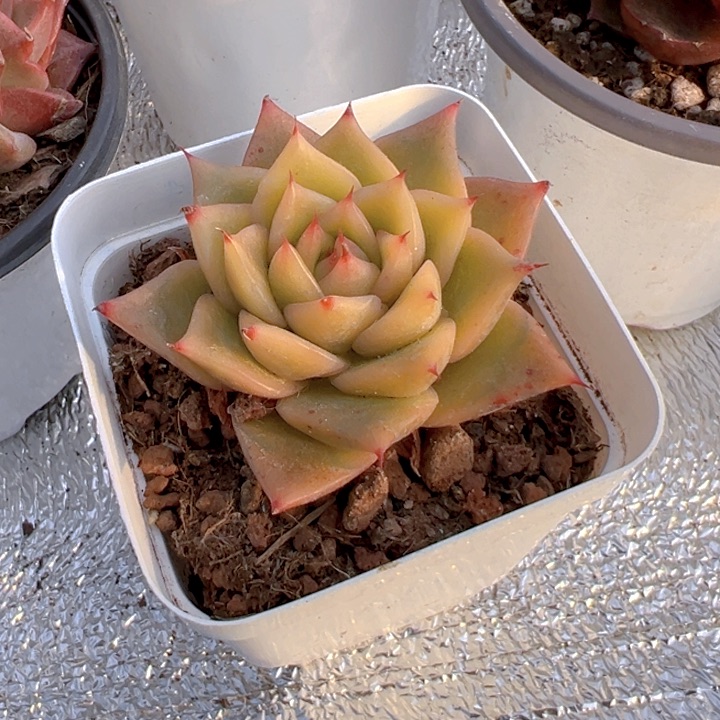 海胆珍妮【一物一拍】香尔卉园艺