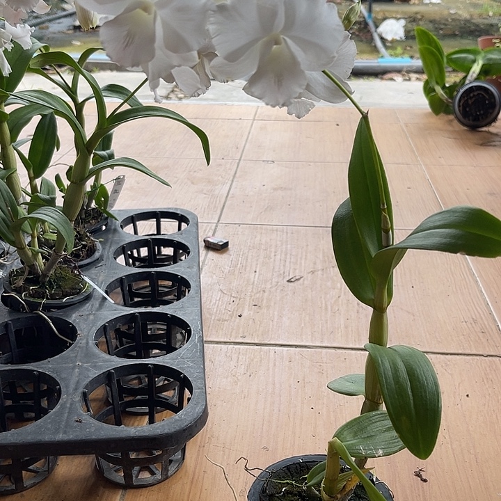 完全开放白鹿白卡娜秋石斛13