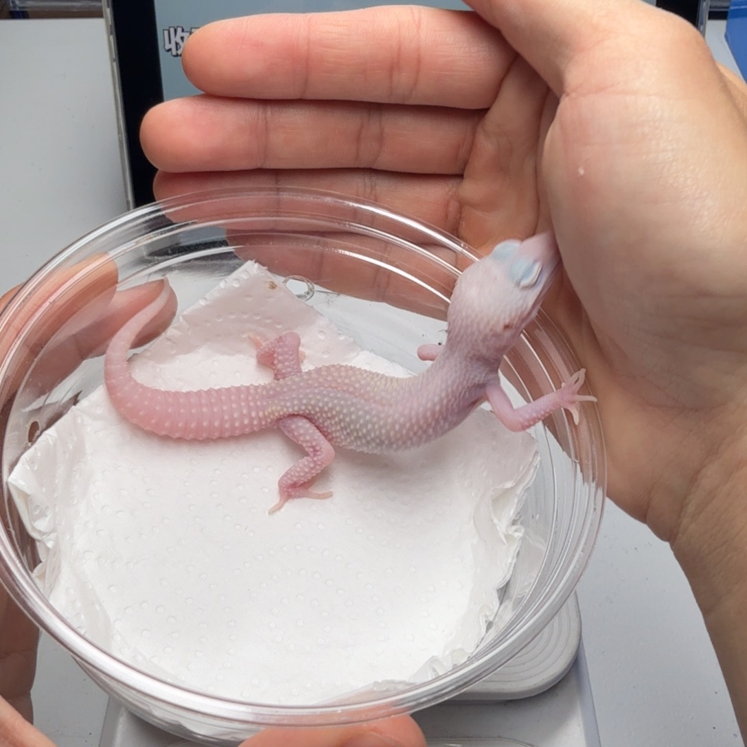 豹纹守宫雪花恶魔白酒弟弟