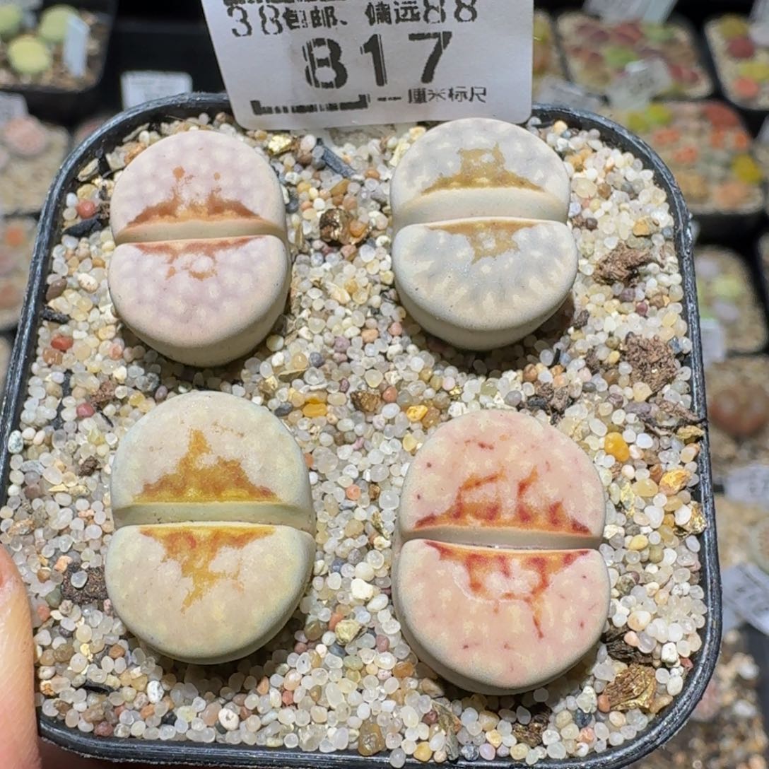 Ssss精品生石花817