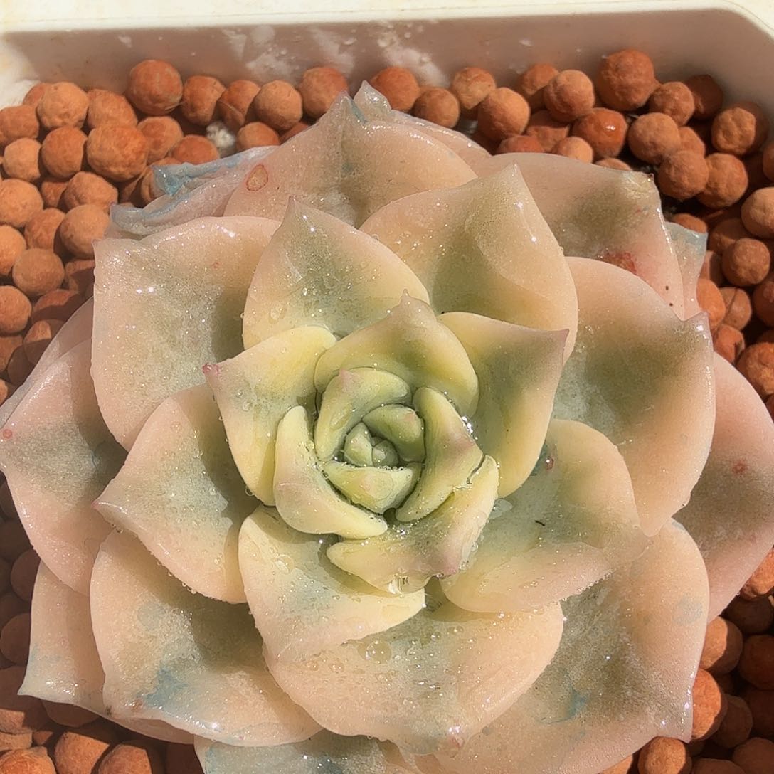 白牡丹锦，多肉植物