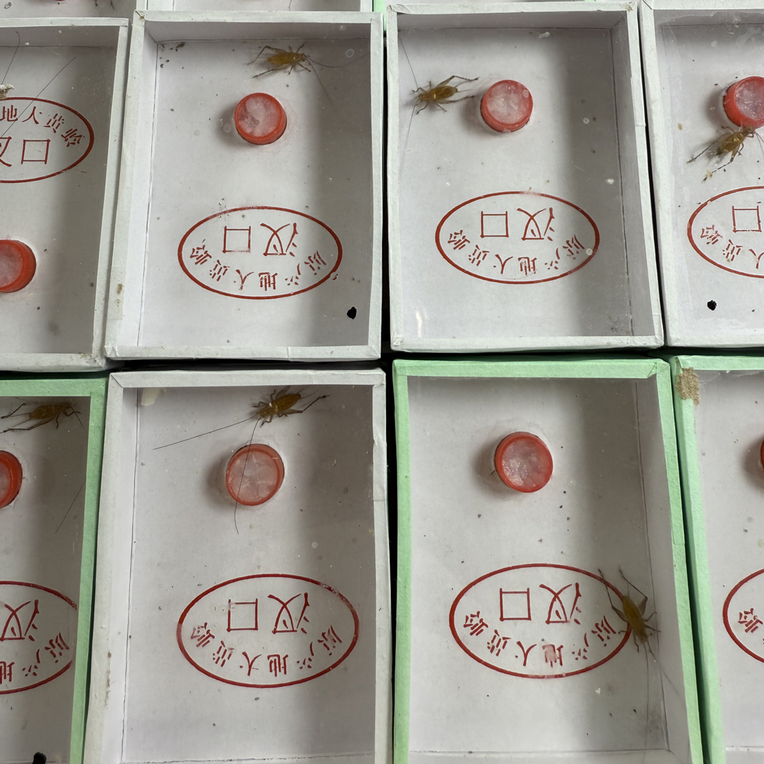 新到大黄蛉过冬大黄蛉安徽大黄蛉