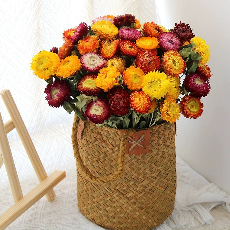 云南干花真花麦秆菊七彩菊小雏菊花束拍摄道具客厅家居装饰摆件