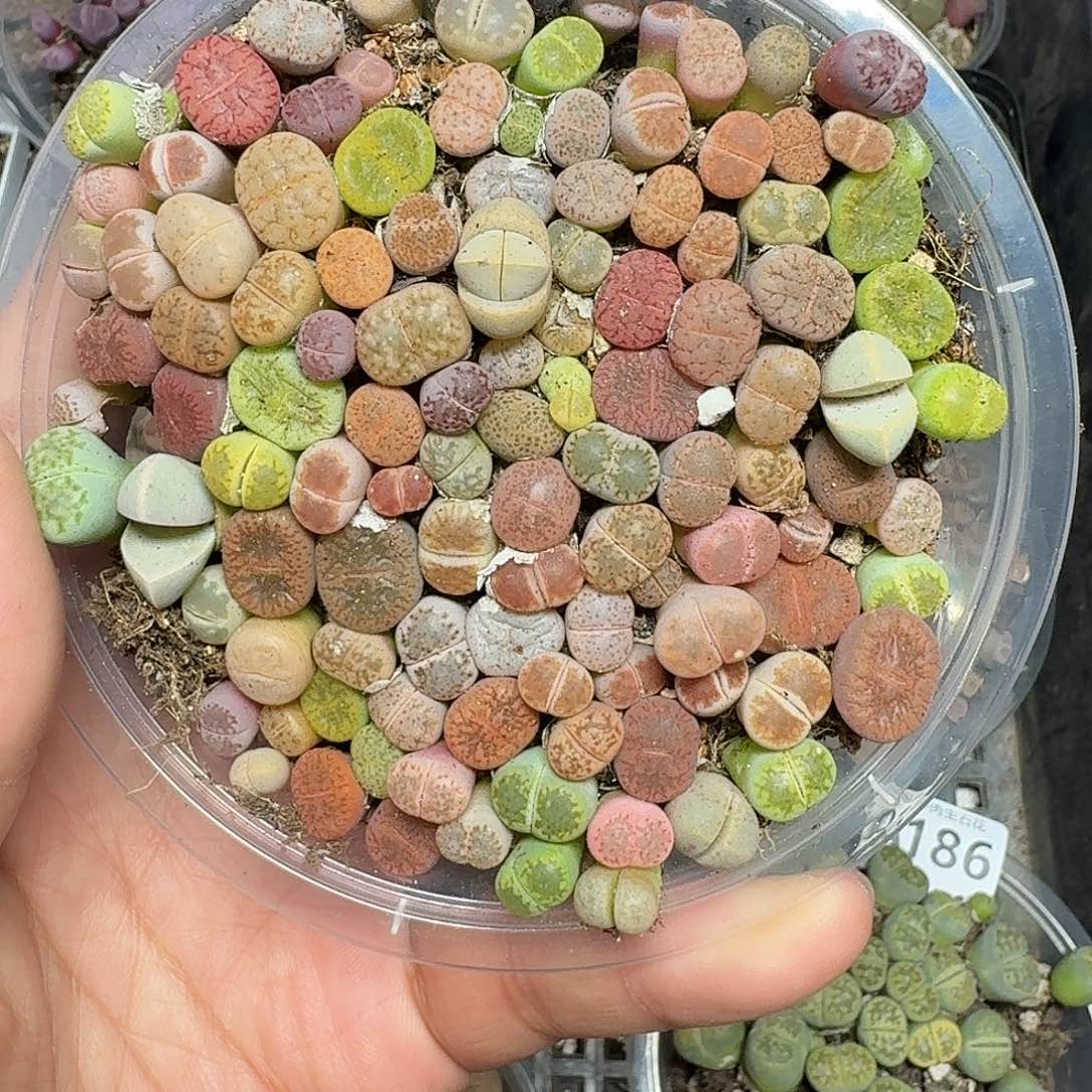 190多肉植物多肉植物