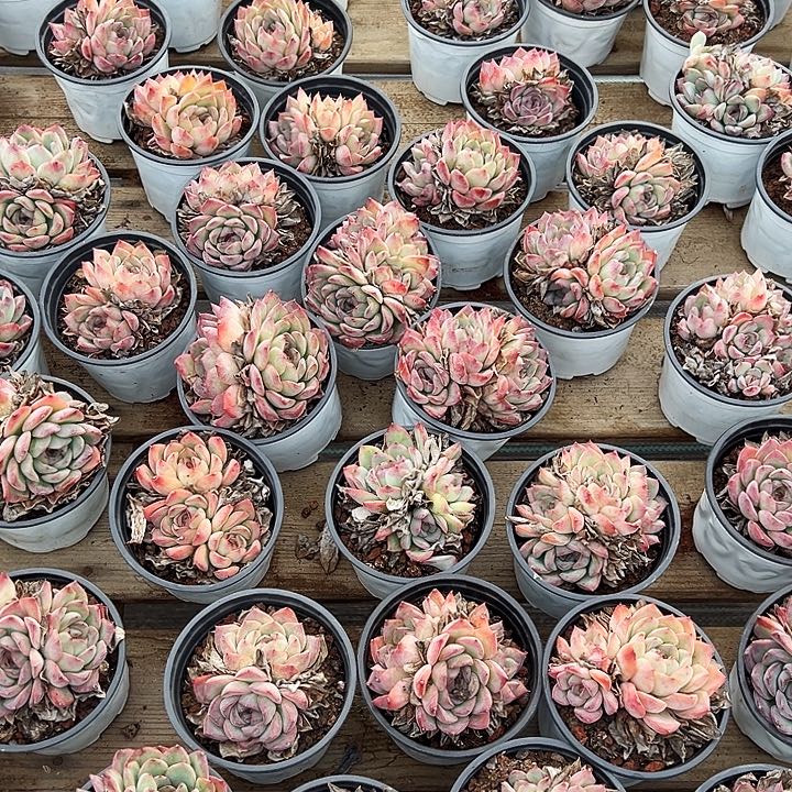 多头荷花，福利多多