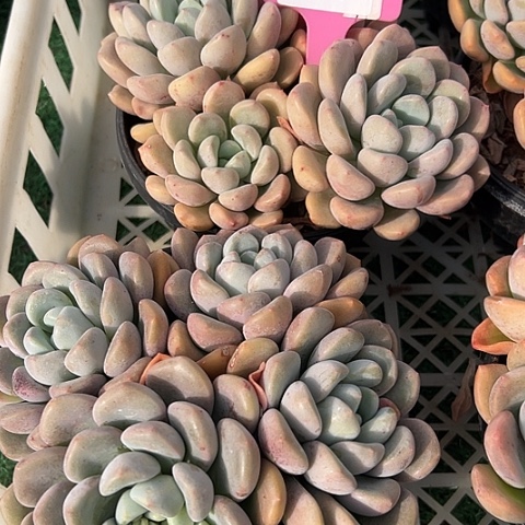 43白路一个脱土多肉
