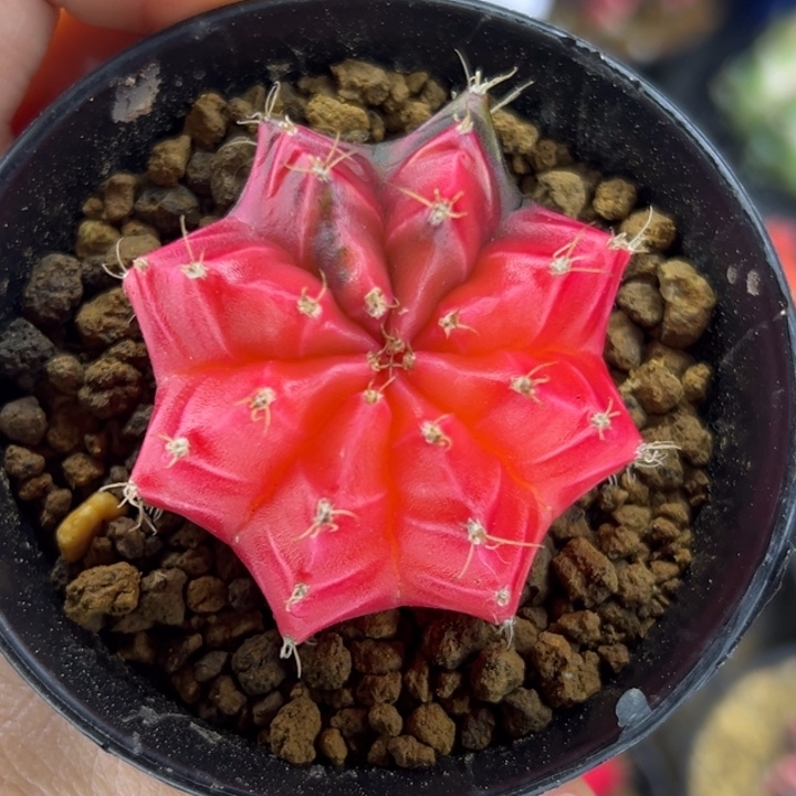 泰国米哈仙人球03