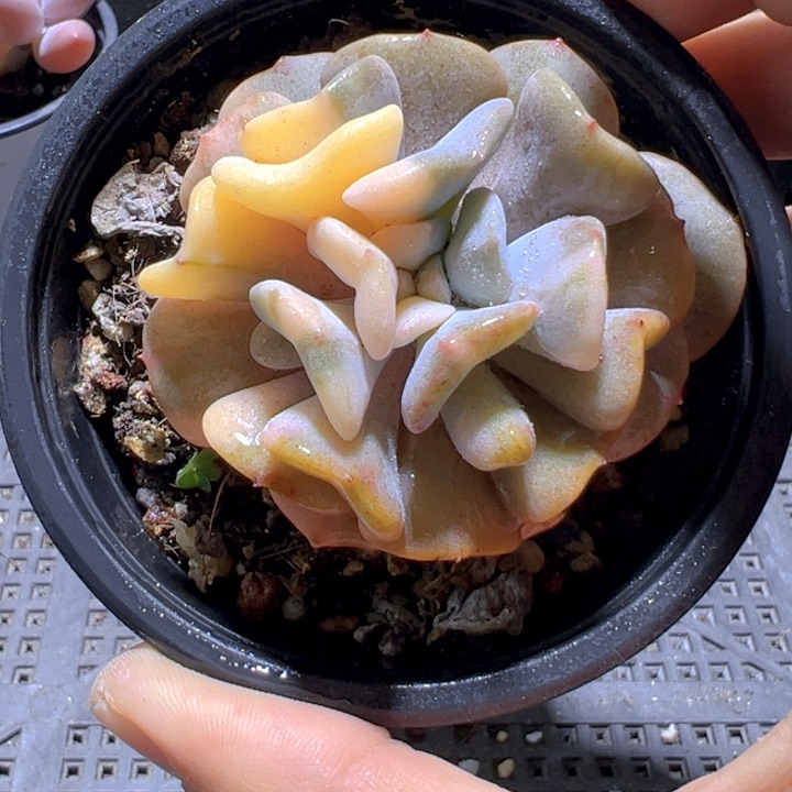 老桩雪精灵锦【一物一拍】香尔卉园艺