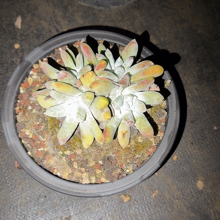 拇指仙女杯多肉植物