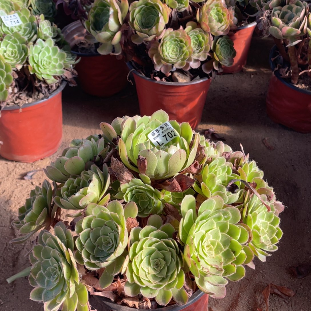 702莲花多肉法师断枝不包