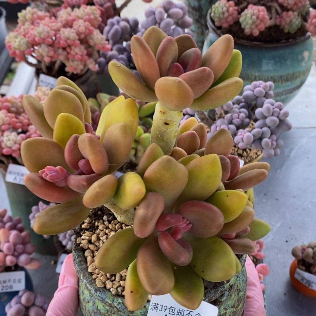 芒果奶老桩13cm209多肉植物