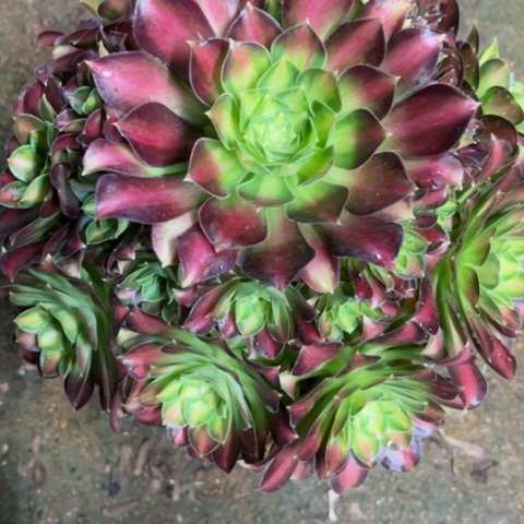 多肉植物韶华锦。