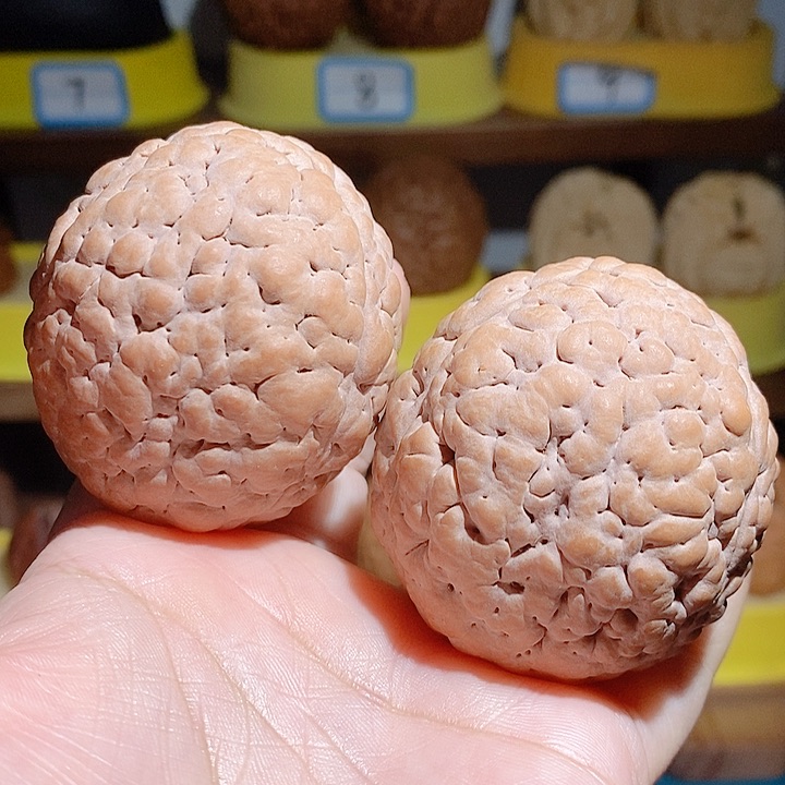 野生三瓣脑纹大金刚4753