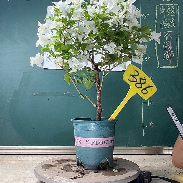 当前无花栽培后可以开花白雪公主 386