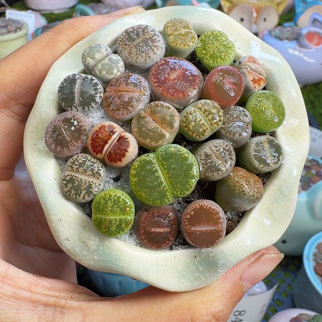 多肉植物福利冲856