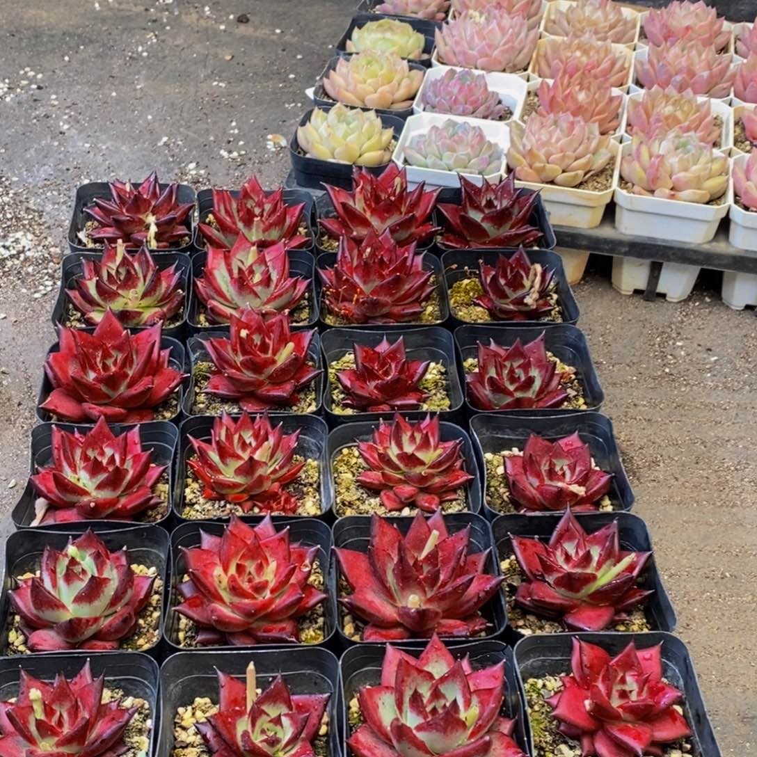 111多肉植物保护研究所所长助理