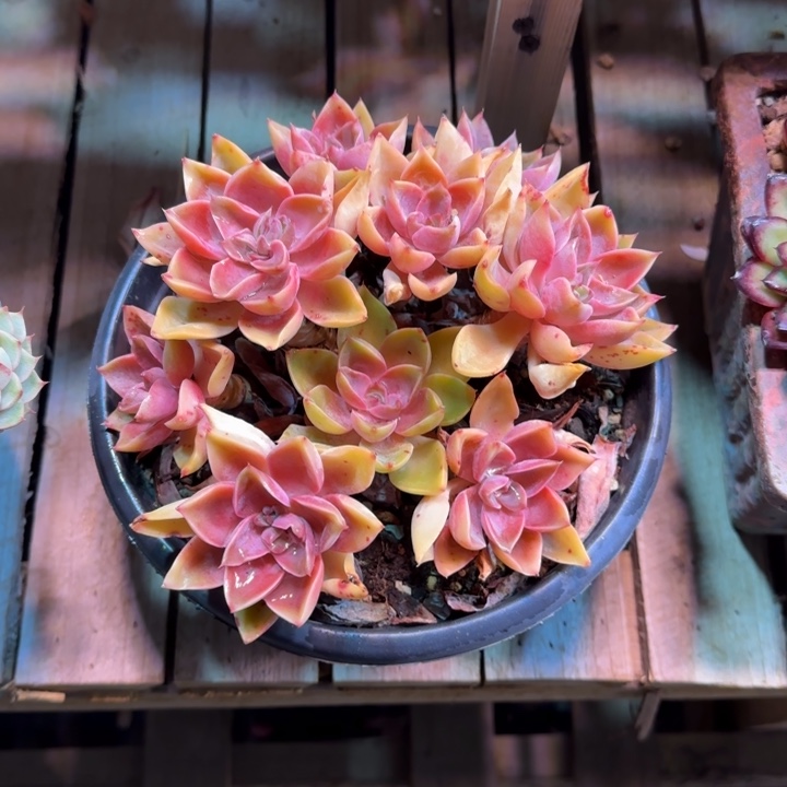 紫气东来多肉植物xin xi bu