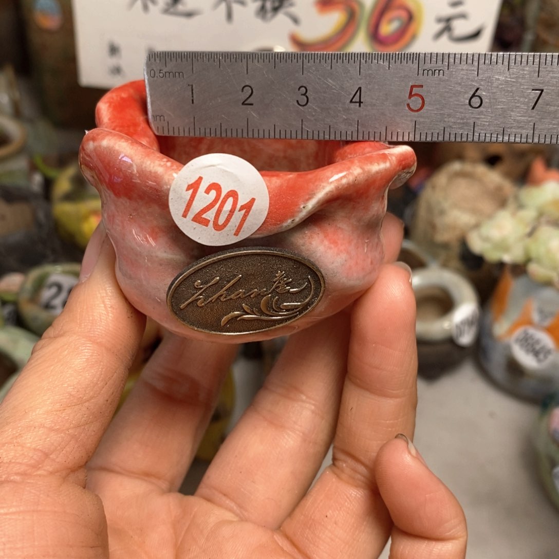 花盆拍5送一个小礼物