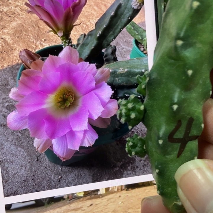 仙人球水仙晴朗四号侧芽