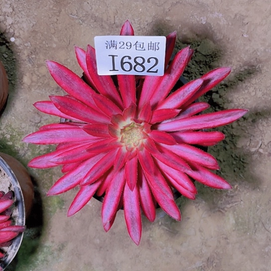 682朱雀多肉植物