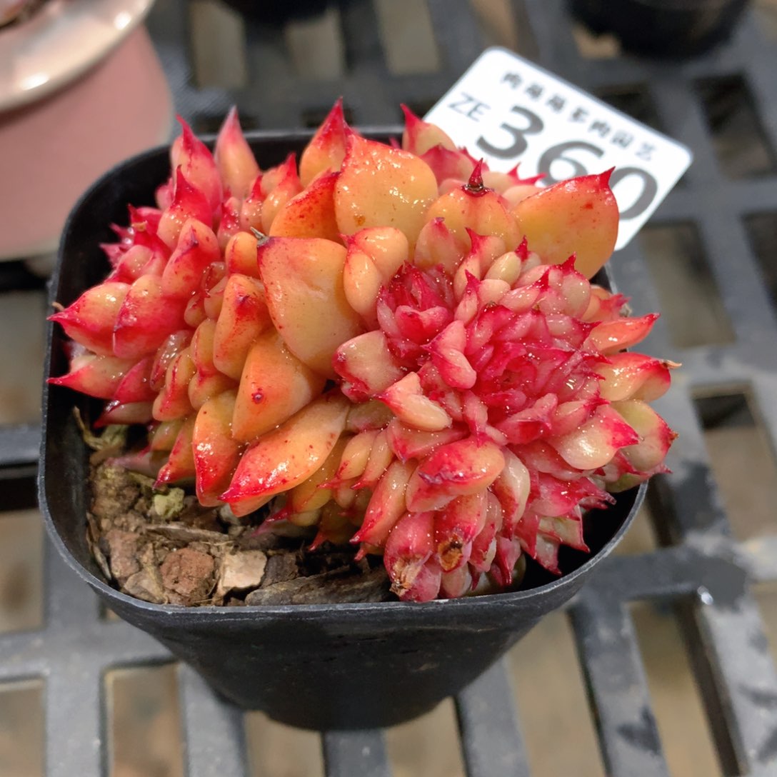 肉萌萌拇指盆精控多肉ZE360