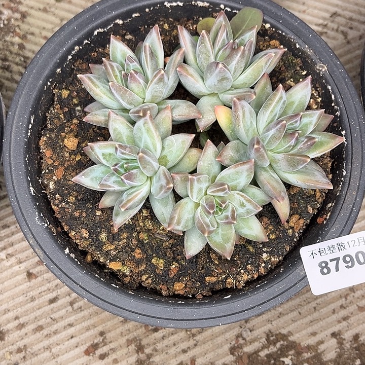 ****球阿雅园艺。      8790