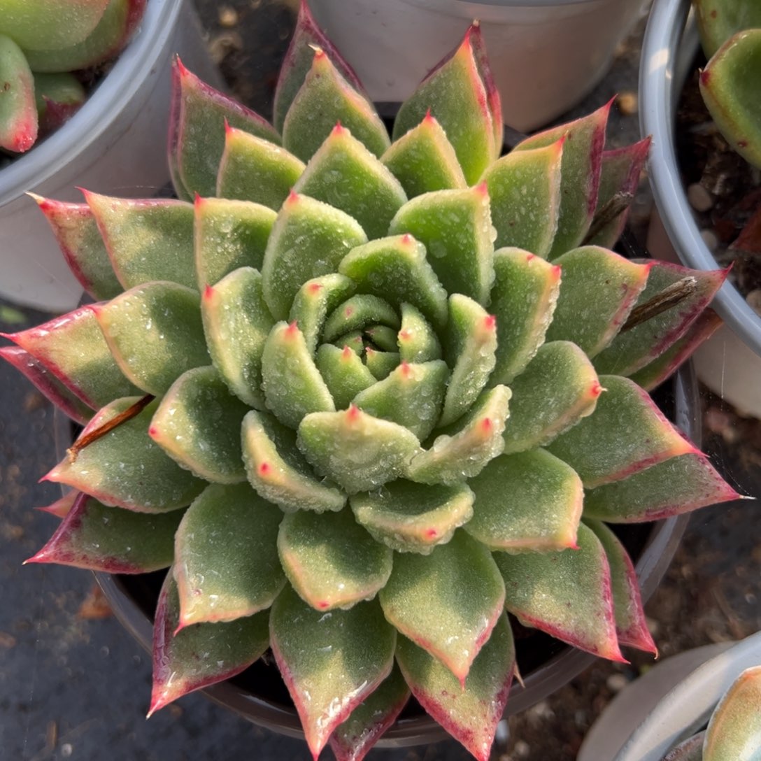 多肉植物一物一拍（163号）