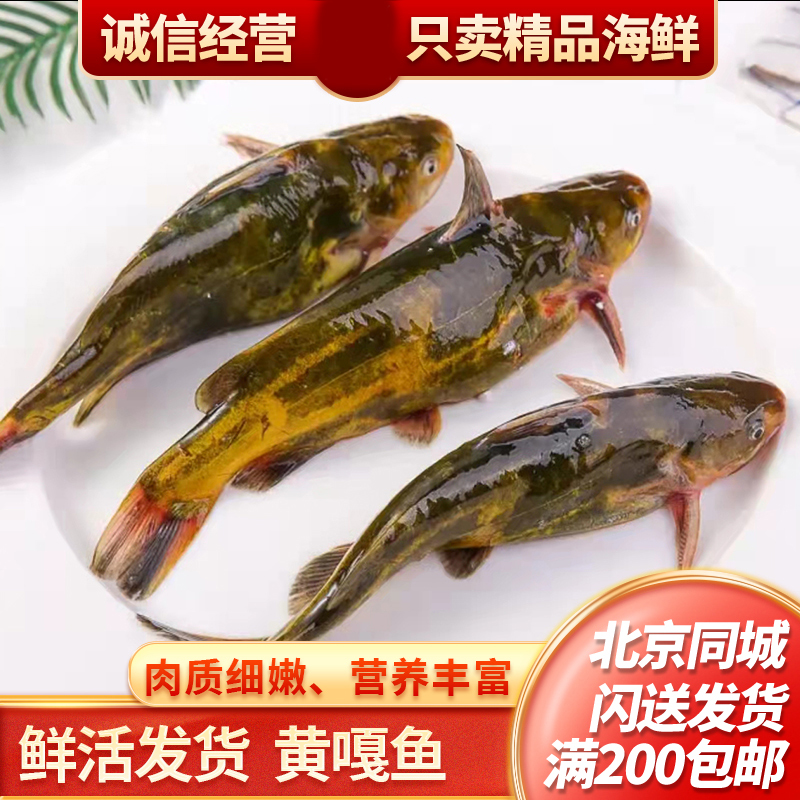 一斤黄嘎鱼三条-五条500g