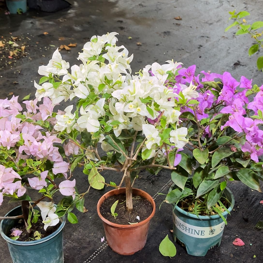 完全开放苹果花，白雪，巴西紫