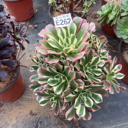 262白凤法师不包断枝