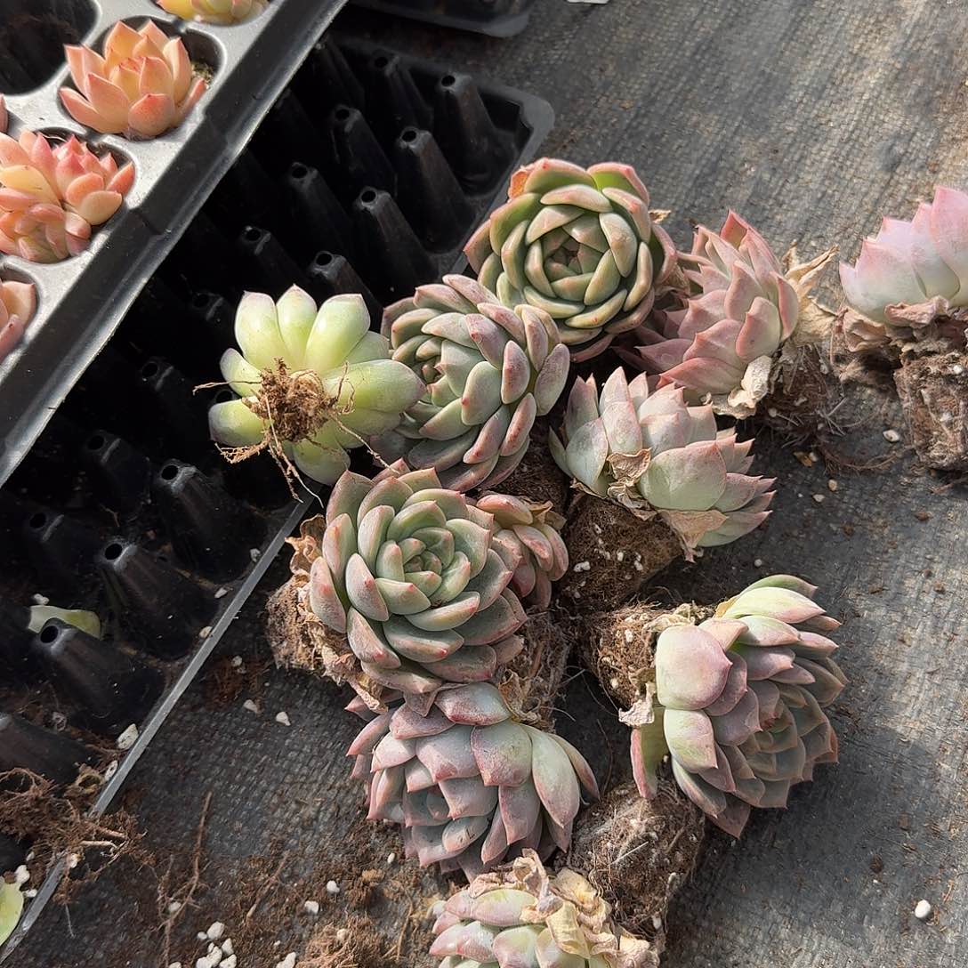 左七大棚绿菜珍妮混合二十颗量拍1-29