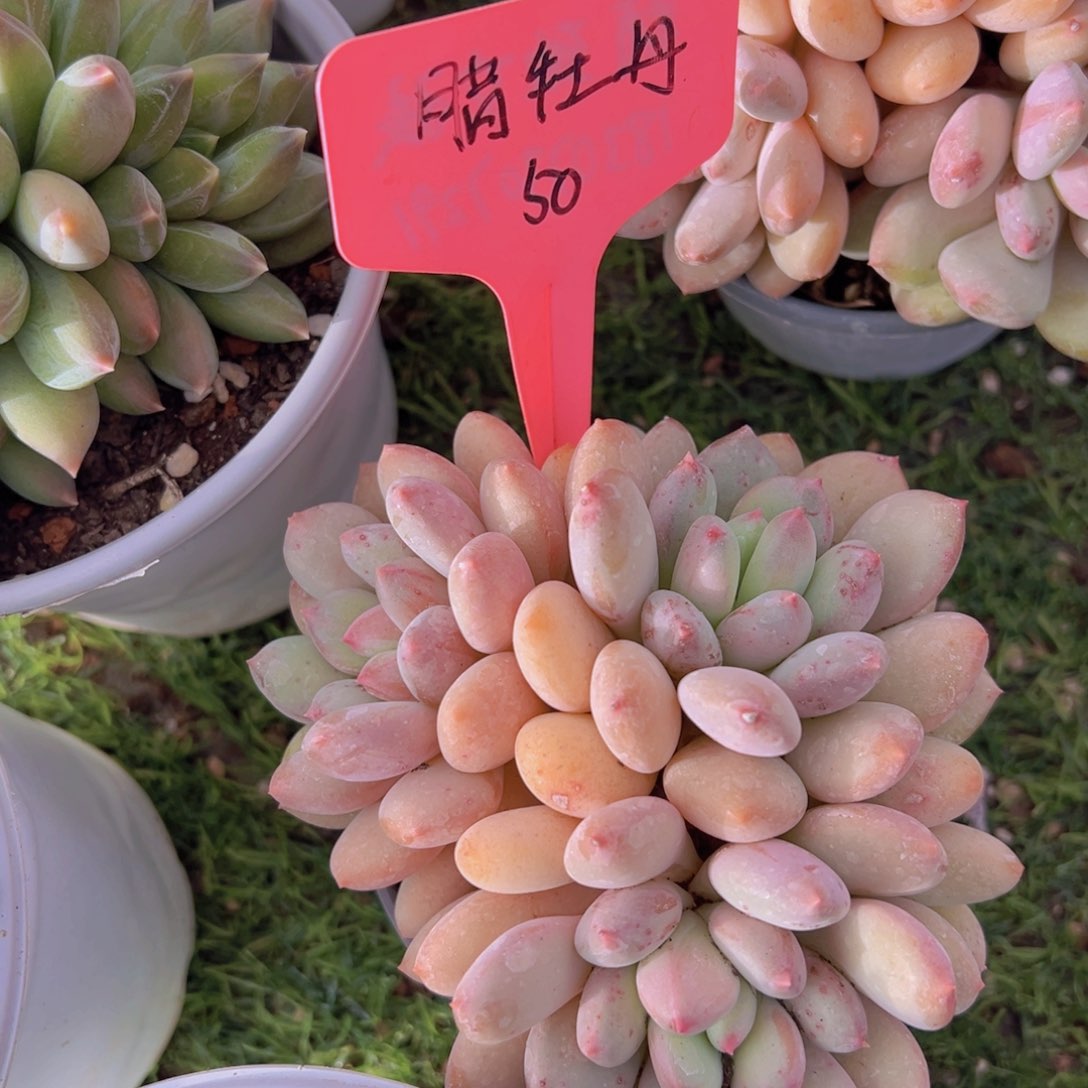 香玉的故事是一个人的