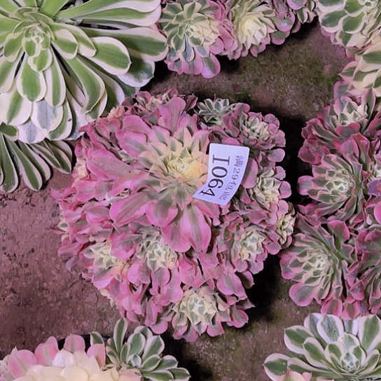 1064白凤多肉植物