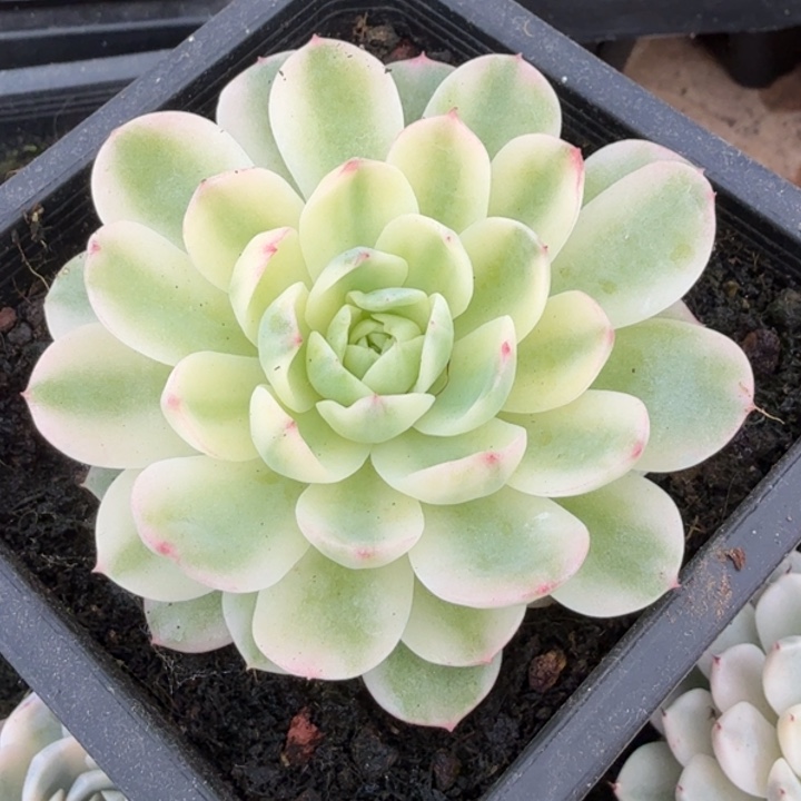 茉莉花锦腹轮锦的锦