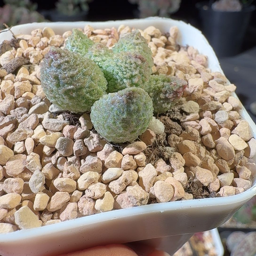 樂****丸叶翠绿石                   