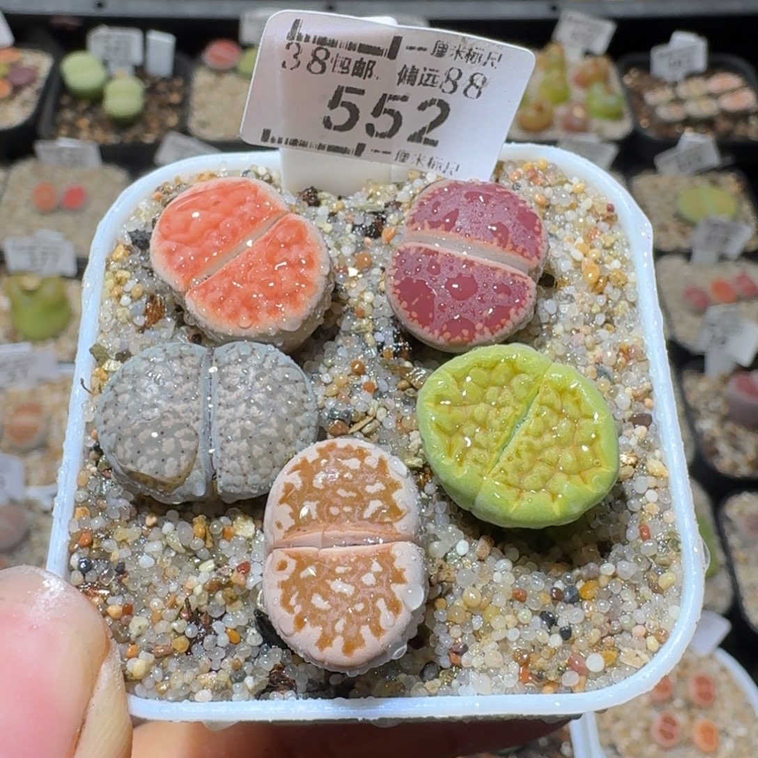 Sss清货了清空552