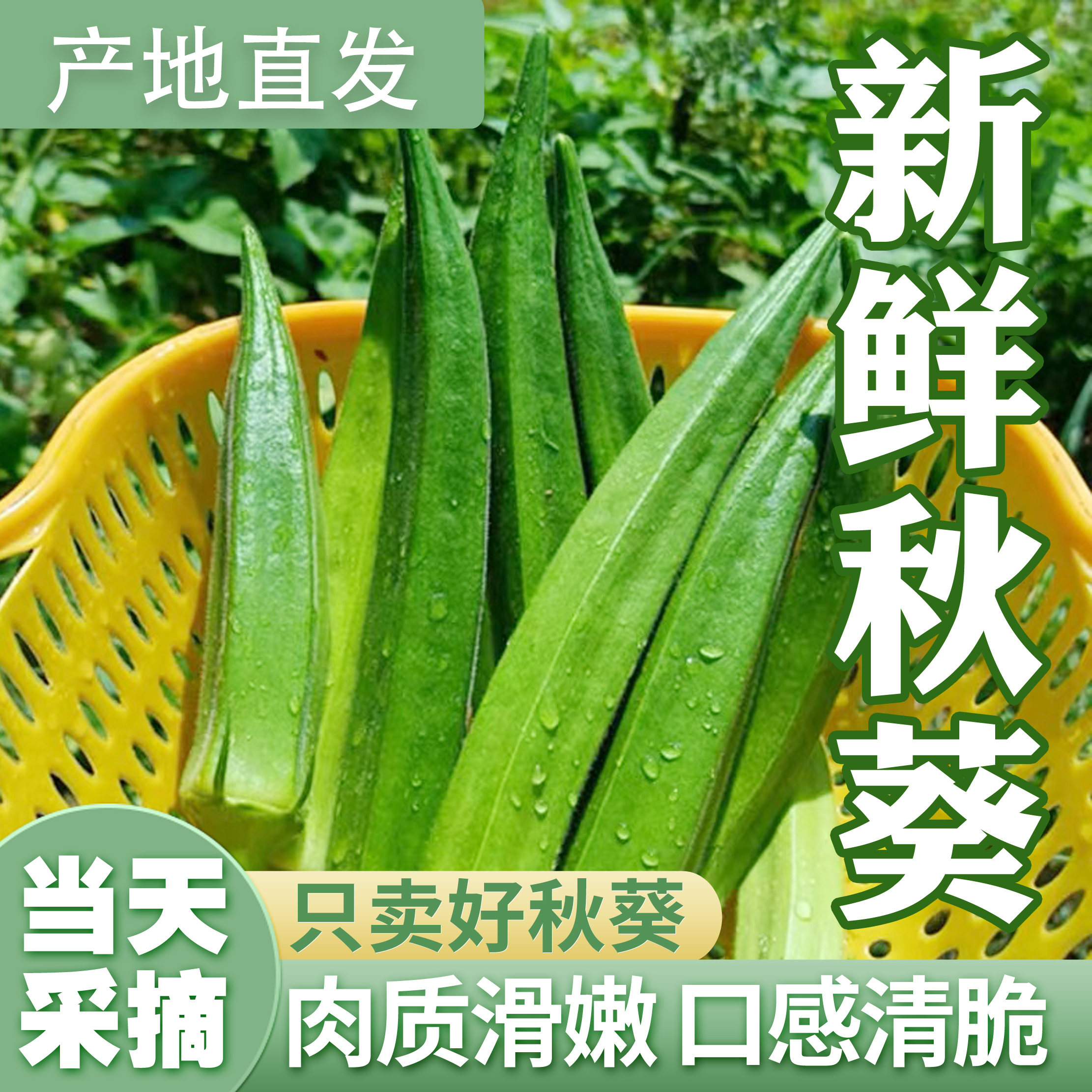 秋葵鲜嫩蔬菜水果黄秋葵羊角豆凉拌烧烤都美味产地现摘新鲜到家