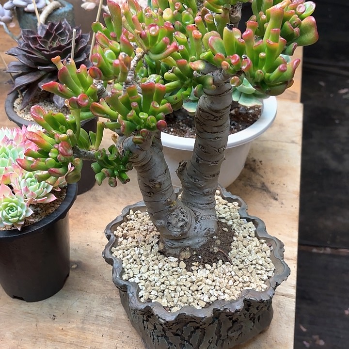 多肉植物，吸财树