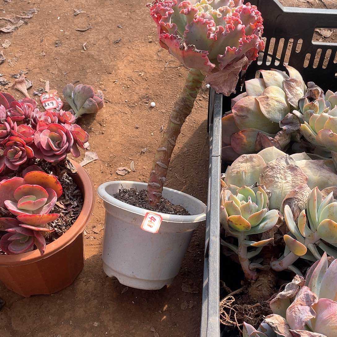 468女王 一物一拍多肉