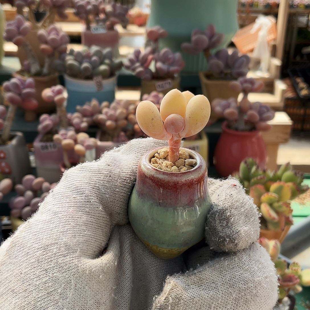 菠***包多肉植物的生长发育