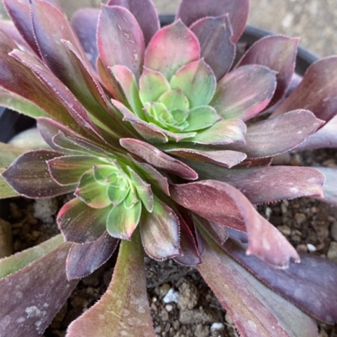 273绍羞七彩拉丝满25包邮多肉