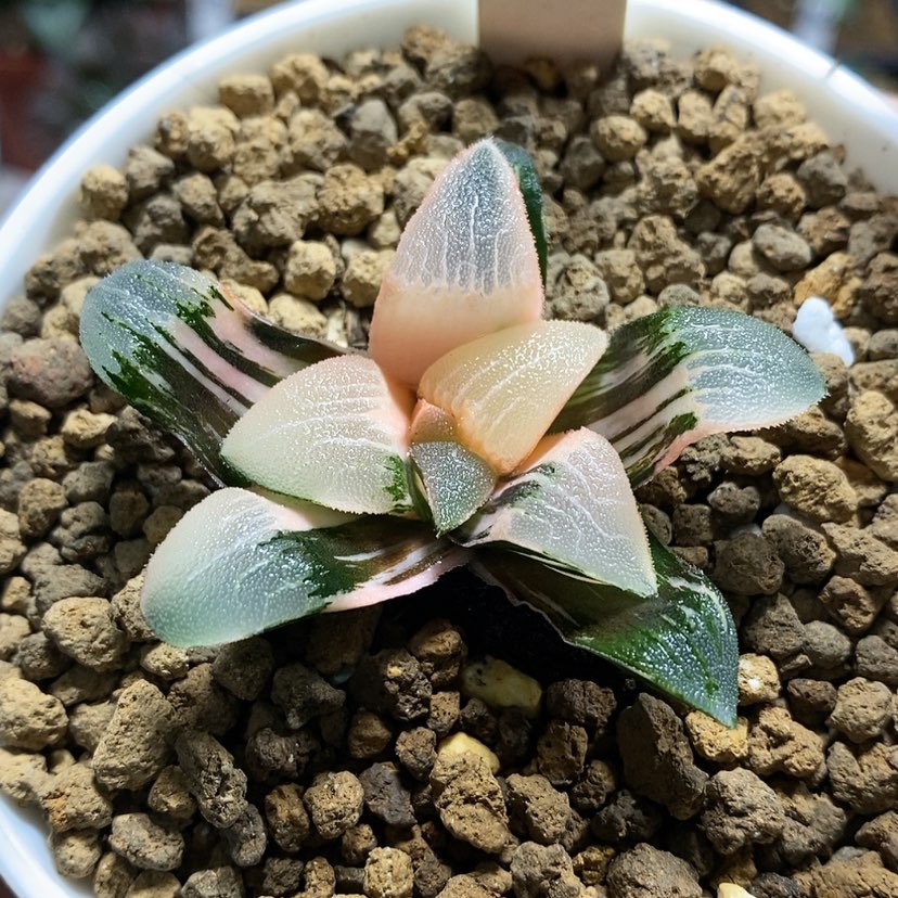 【闪购商品】8克锦