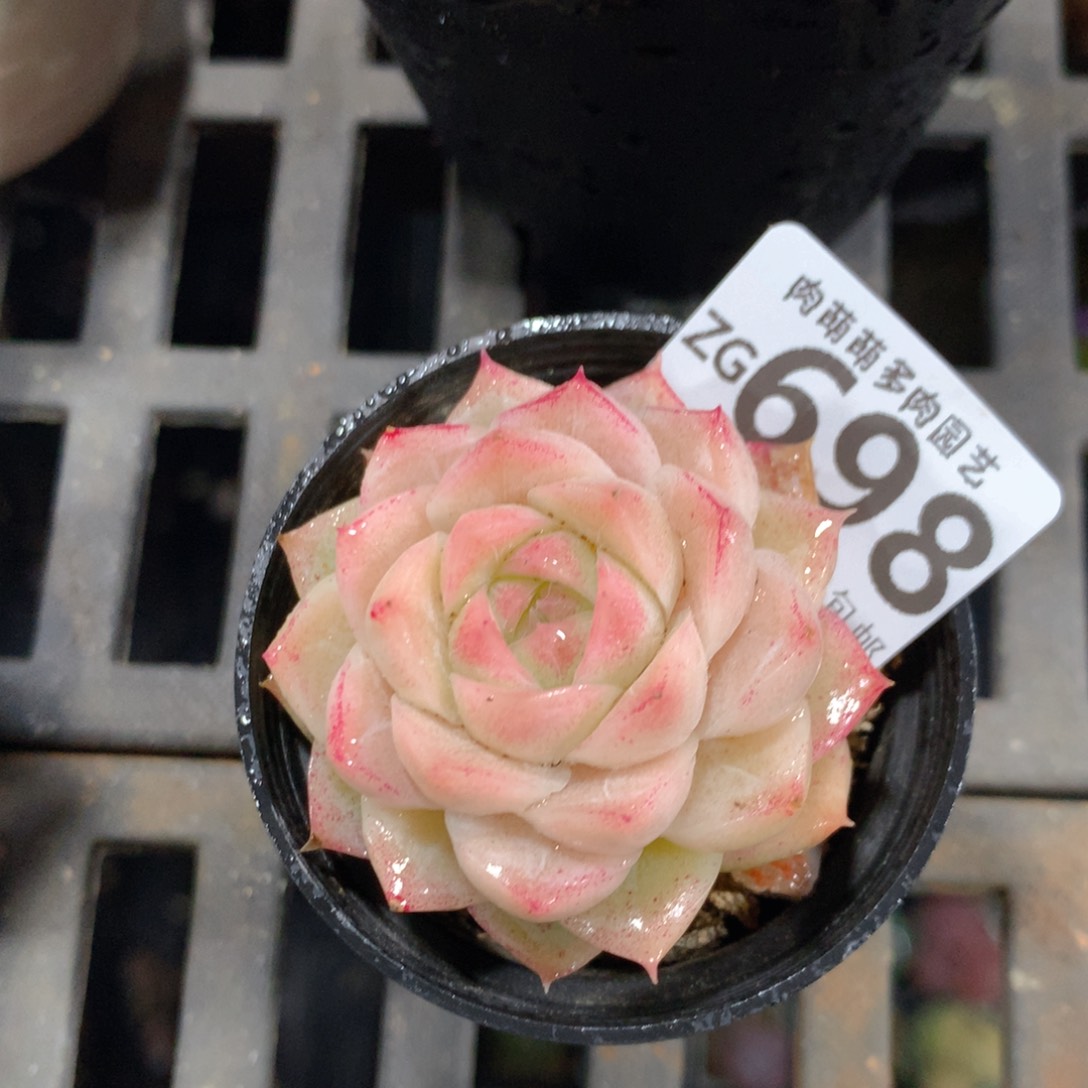 5CM拇指盆精控多肉ZG698