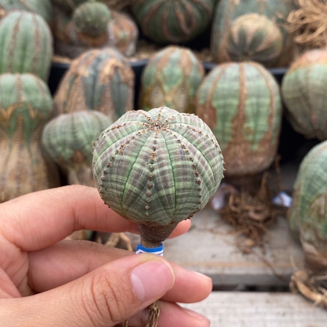 7欧系实生布纹球一物一拍