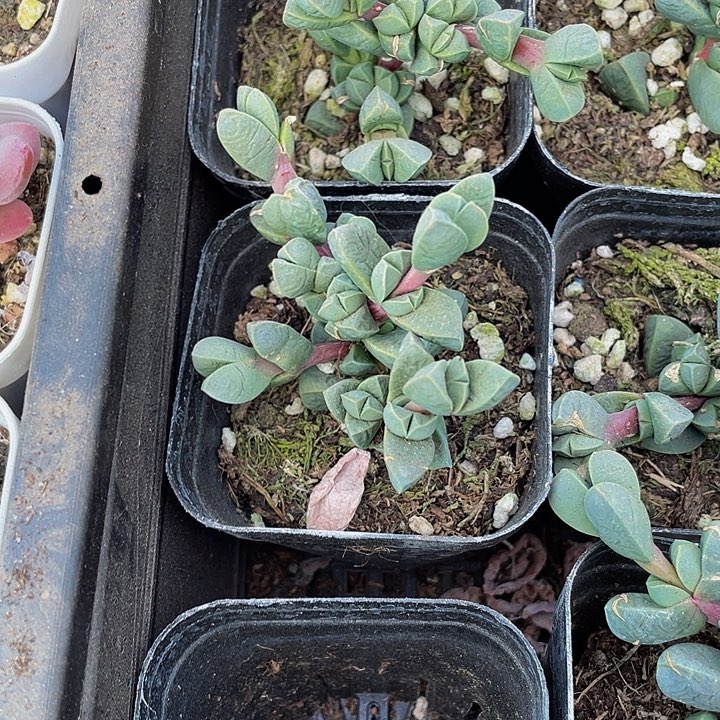 鹿角海棠2.8带盆