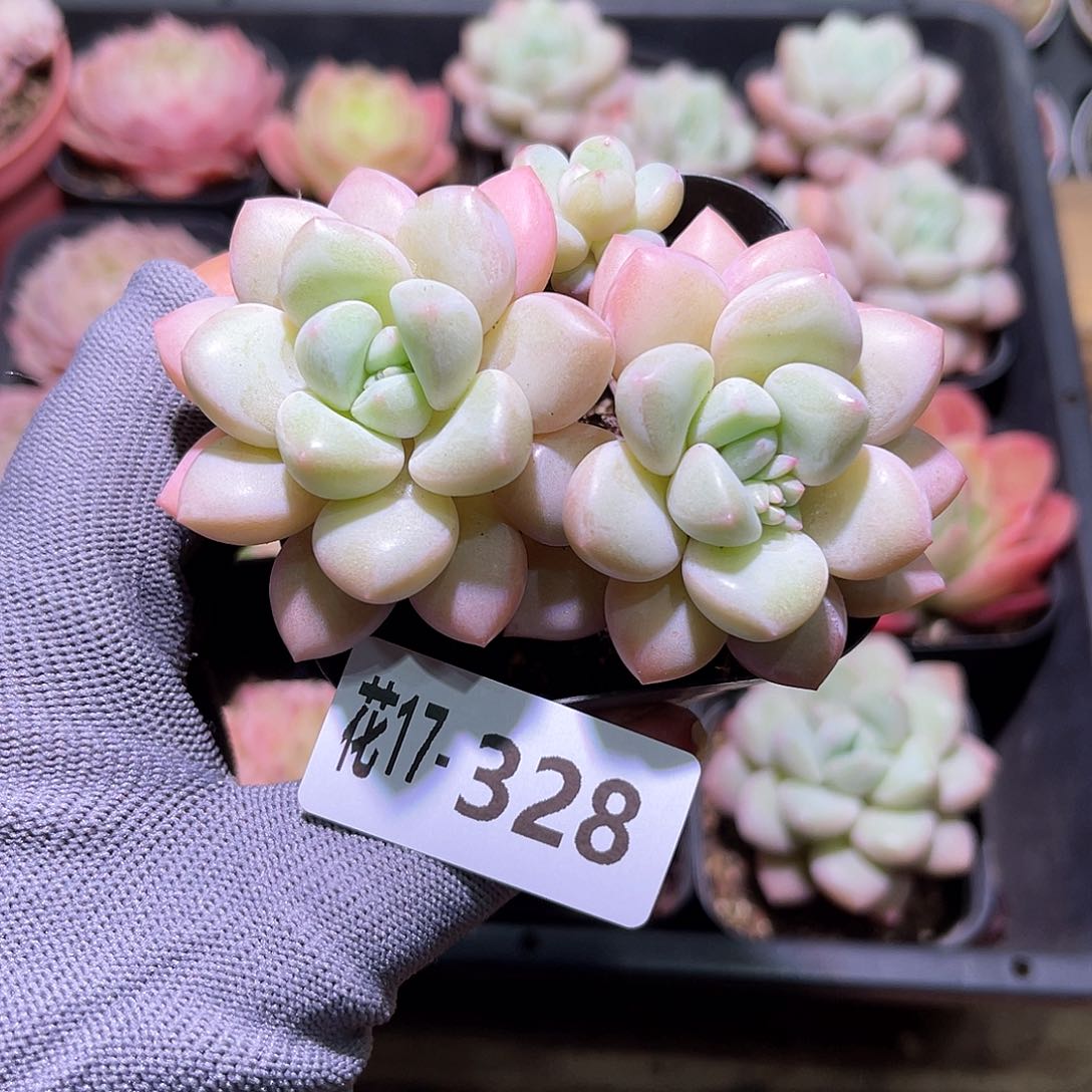 花17-328泡泡糖双头