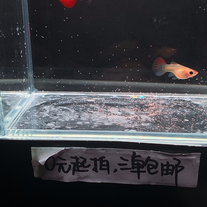 孔雀鱼深海兰玻璃猫一对