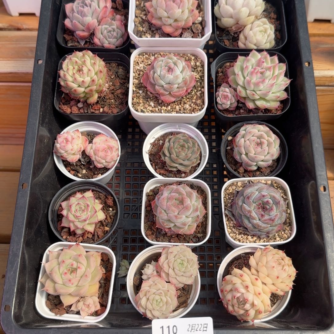 框拍框拍0222-110